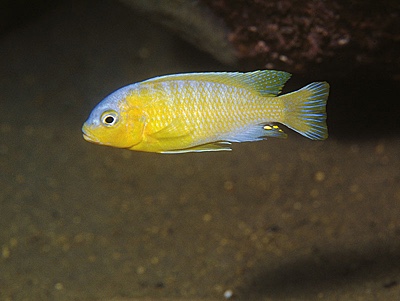 Maylandia mossambica 'Lumessi'